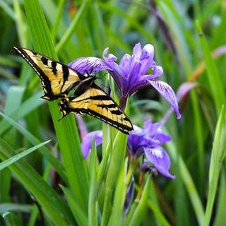 Douglas Iris Seeds