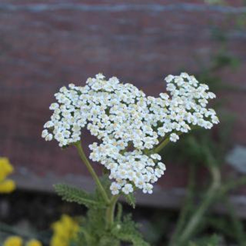 Common Yarrow Seeds, California Native seeds zdjęcie 1