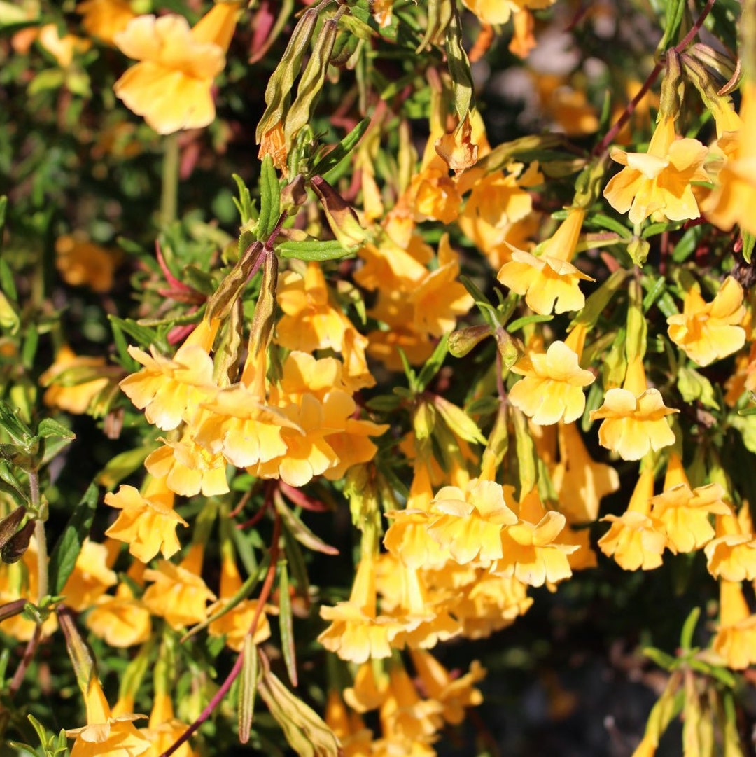 Sticky monkey flower seeds california native seeds etsy
