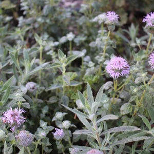 Coyote Mint Seeds (Monardella villosa)