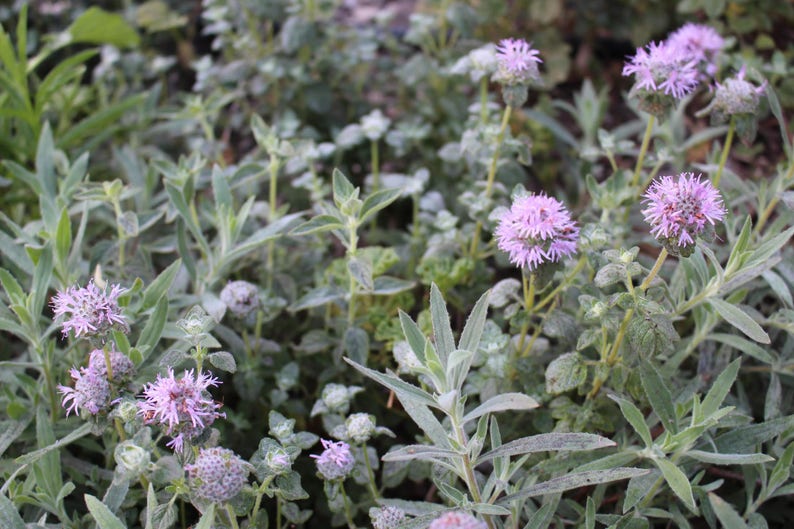 Coyote Mint Seeds Monardella villosa image 1