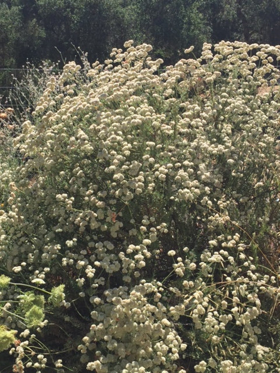 California Buckwheat Seeds California Native Seeds Etsy