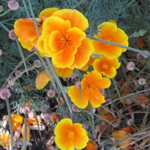 1/4 oz. Coast Poppy  (Eschscholzia cal. ssp. Maritima), California Native seeds