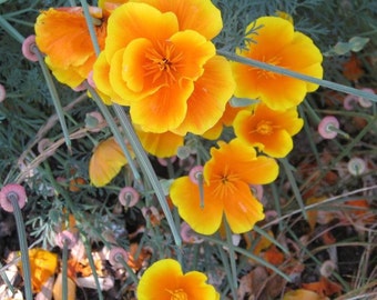 1/4 oz. Coast Poppy  (Eschscholzia cal. ssp. Maritima), California Native seeds