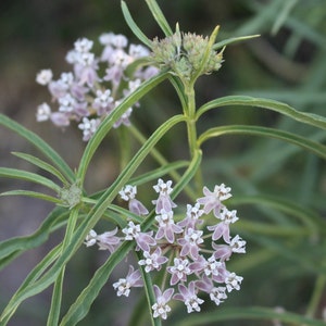Narrow Leaf Milkweed Seeds, California Native seeds