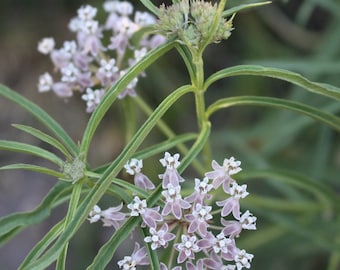 Narrow Leaf Milkweed Seeds, California Native seeds