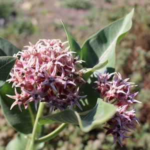 California Showy Milkweed Seeds (Asclepias speciosa)