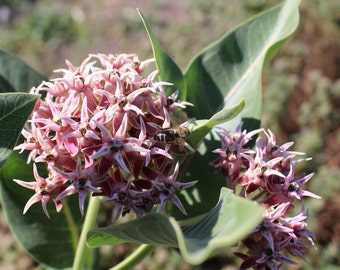 California Showy Milkweed Seeds (Asclepias speciosa)