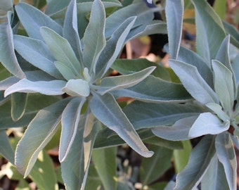 White Sage Seeds (Salvia apiana), California Native seeds