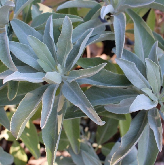 Pittospwer 100Pcs California White Sage Seeds Aromatics cerimoniali sacri Salvia Apiana Pittospwer 100Pcs California White Sage Seeds Aromatics cerimoniali sacri Salvia Apiana