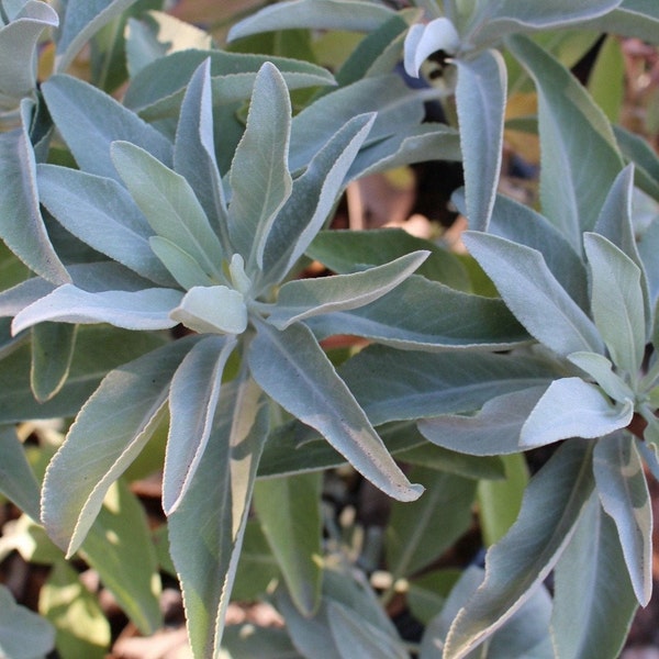 White Sage Seeds (Salvia apiana), California Native seeds