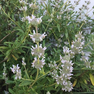 Black Sage Seeds (Salvia mellifera), California Native seeds