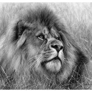 Set of 10 Wildlife Art Cards - Lion and Tiger Greeting Cards - Blank Animal Card Set for Nature Lovers