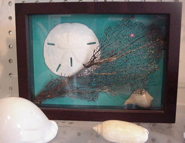 Sand Dollar Shadow Box Exclusive Design With a Welk and Sea Fan on a Rich  Teal Background From Islandimagesstudio and Crafts by the Sea 