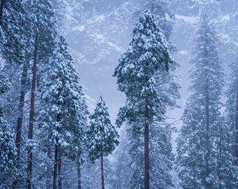 Yosemite Winter Snowfall 2 Fine Art Print, Artist Signed | American West Series | Yosemite National Park