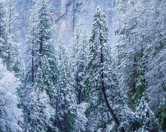 Yosemite Winter Snowfall Fine Art Print, Artist Signed | American West Series | Yosemite National Park