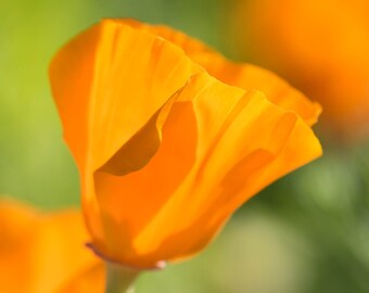 California Poppy in Bloom Fine Art Photo Print, Artist Signed | Flower Nature Photography