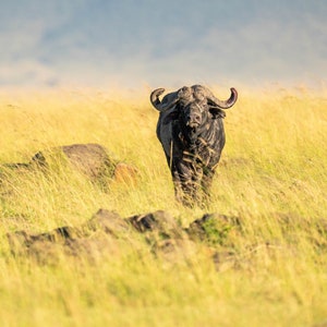 Cape Buffalo Greetings Fine Art Print, Artist Signed | African Safari | Masai Mara Kenya | Wildlife Photography