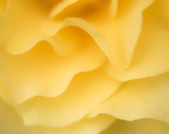Softly Layered Yellow Rose Petals Fine Art Photo Print, Artist Signed | Flower Nature Photography