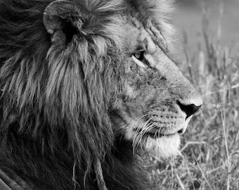 Portrait of a Lion Black and White Fine Art Print, Artist Signed | African Safari | Masai Mara Kenya | Wildlife Photography