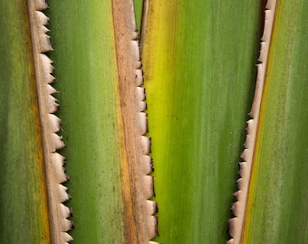 Layers in Forest Oahu Hawaii Fine Art Photo Print, Artist Signed | Nature Photography