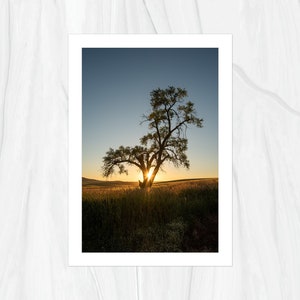 Lone Tree of the Palouse Region in Eastern Washington Fine Art Print, Artist Signed image 2