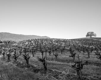 Sonoma Vineyard Black and White Fine Art Print (Artist Signed, Multiple Sizes)