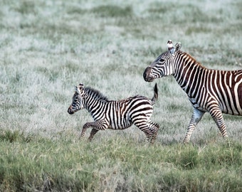 Zebra Mother and Foal Lake Nakuru National Park Fine Art Print, Hand-Signed by Artist | Wildlife Photography | African Safari