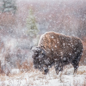 American Bison in Blizzard Print with Mat, Hand-Signed by Artist | Winter Wildlife Photo Jackson Wyoming | Grand Teton National Park