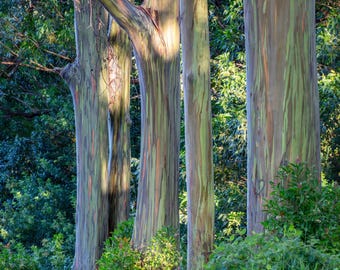 Rainbow Eucalyptus Tree Maui Hawaii Fine Art Print (Artist Signed, Multiple Sizes)