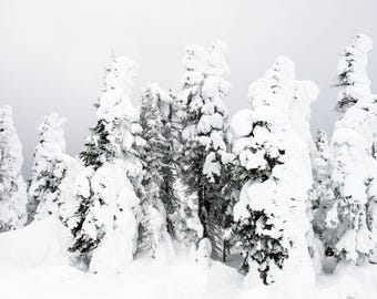 Yellowstone Covered in Snow Trees Winter Fine Art Print (Artist Signed, Multiple Sizes)