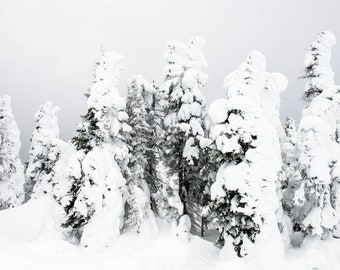 Snow Trees 2 of Yellowstone Winter Landscape Fine Art Print, Artist Signed | American West Series | Yellowstone National Park