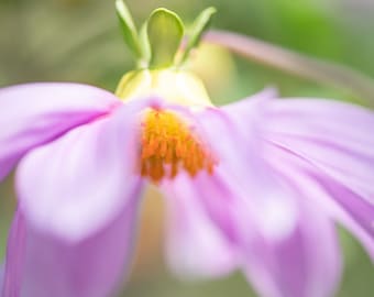 Soft Spring Bloom Fine Art Photo Print, Artist Signed | Nature Photography