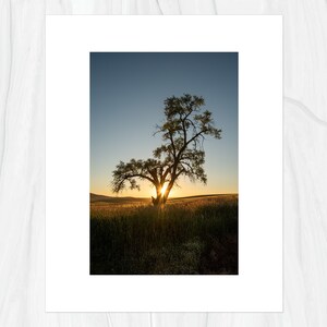 Lone Tree of the Palouse Region in Eastern Washington Fine Art Print, Artist Signed image 3