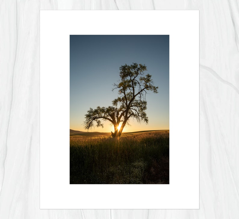 Lone Tree of the Palouse Region in Eastern Washington Fine Art Print, Artist Signed image 3