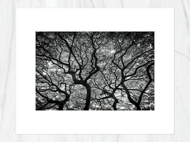 Hawaiian Tree 2 in Forest Oahu Hawaii Fine Art Photo Print, Artist Signed Nature Photography image 6