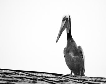 California Brown Pelican on Rooftop in Redondo Beach Fine Art Photographic Print, Artist Signed | Coastal California