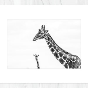 Nubian Giraffe Photo Bomb Lake Nakuru National Park Fine Art Print, Hand-Signed by Artist Wildlife Photography African Safari image 3