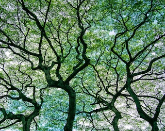 Hawaiian Tree 2 in Forest Oahu Hawaii Fine Art Photo Print, Artist Signed | Nature Photography