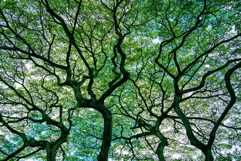 Hawaiian Tree 2 in Forest Oahu Hawaii Fine Art Photo Print, Artist Signed Nature Photography image 1