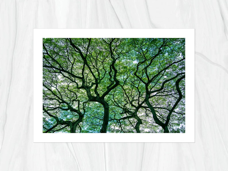 Hawaiian Tree 2 in Forest Oahu Hawaii Fine Art Photo Print, Artist Signed Nature Photography image 3