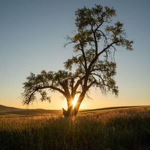 Lone Tree of the Palouse Region in Eastern Washington Fine Art Print, Artist Signed image 1