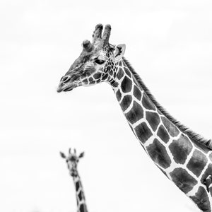 Nubian Giraffe Photo Bomb Lake Nakuru National Park Fine Art Print, Hand-Signed by Artist Wildlife Photography African Safari image 1