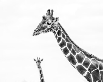 Nubian Giraffe Photo Bomb Lake Nakuru National Park Fine Art Print, Hand-Signed by Artist | Wildlife Photography | African Safari