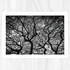 Hawaiian Tree 2 in Forest Oahu Hawaii Fine Art Photo Print, Artist Signed Nature Photography image 5