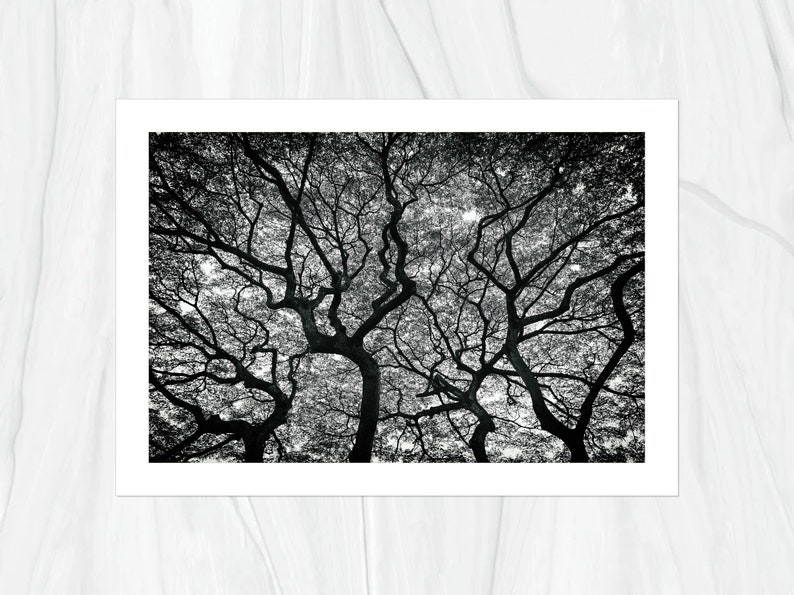 Hawaiian Tree 2 in Forest Oahu Hawaii Fine Art Photo Print, Artist Signed Nature Photography image 5