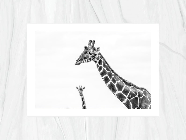 Nubian Giraffe Photo Bomb Lake Nakuru National Park Fine Art Print, Hand-Signed by Artist Wildlife Photography African Safari image 2