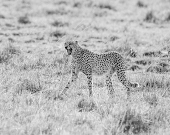 Cheetah Smiles Black and White Fine Art Print, Hand Signed by Artist | African Safari Wildlife Photography