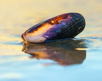 Beach Finds Fine Art Photographic Series Print, Artist Signed | Nature Photography | Beach Art