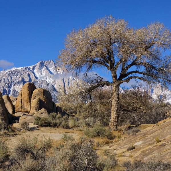 Lone Tree in the Alabama Hills Fine Art Print, Artist Signed | Desert Landscapes  | Death Valley National Park